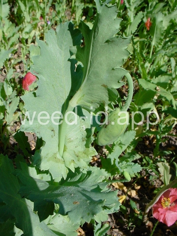 poppy, opium